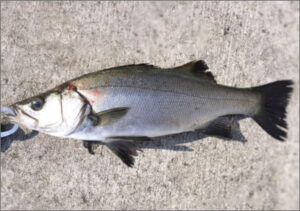 skuad_nandemo_fish2