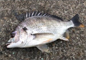 skuad_nandemo_fish3